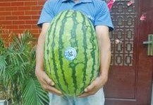 吃瓜网每日大赛 反差大赛51,反差萌十足！吃瓜网每日大赛51反差大赛精彩瞬间大盘点